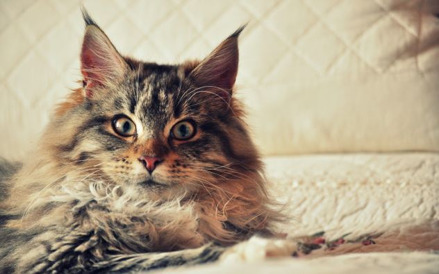 wetlab-sperm-analyse